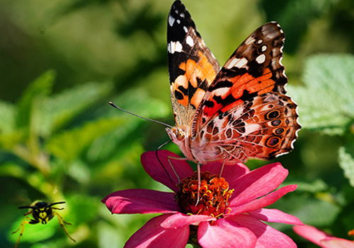 Butterfly on flow with bee flying beside.